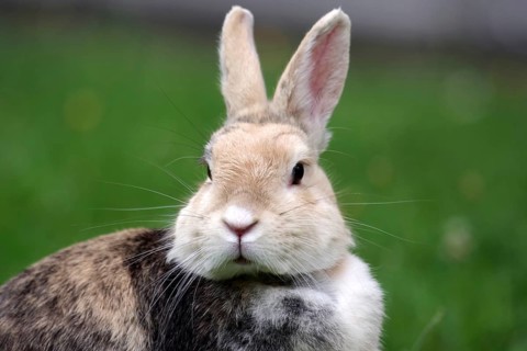 Rabbit (Oryctolagus cuniculus), portrait, grass, cute, Easter, Germany