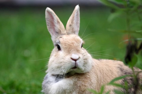 Rabbit (Oryctolagus cuniculus), portrait, grass, cute, Easter bunny, Germany, domestic rabbit with