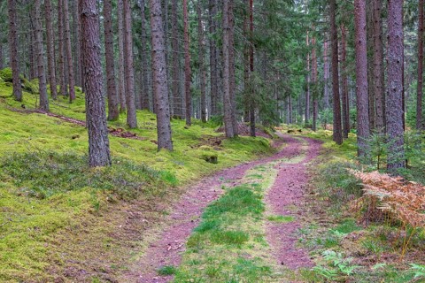 Small forest road with a grass shoulder in a coniferous forest with high spruce trees in autumn