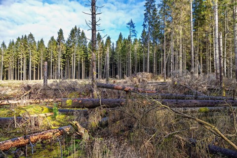 Clearcutting in a coniferous forest with blown down spruce trees at the forest edge