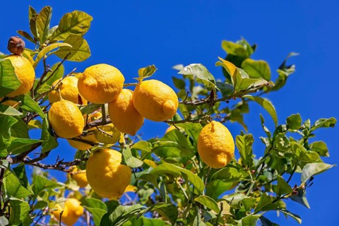 Ripe lemons in a tree against blue sunny sky, Mallorca, Spain