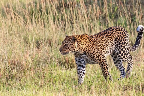 Leopard (Panthera pardus) walking in the grass on a savanna, Maasai Mara National Reserve, Kenya