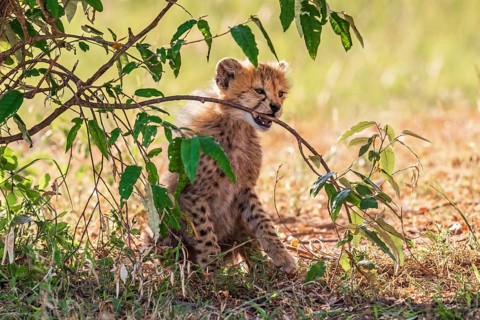 Cheetah cub (Acinonyx jubatus) playing with a tree branch on the savannah, Maasai Mara National