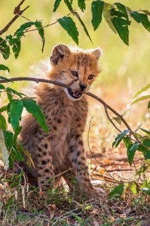 Cheetah cub (Acinonyx jubatus) chewing on a tree branch on the savannah, Maasai Mara National
