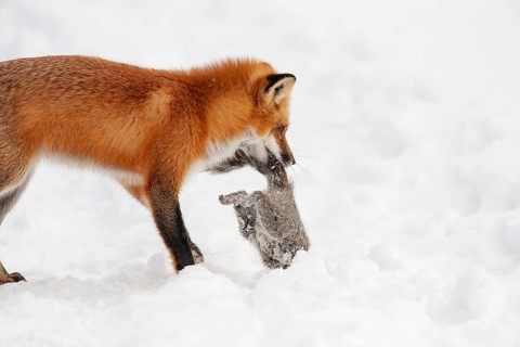 Red fox (vulpes vulpes), Fox hunting eastern gray squirrel (sciurus carolinensis) in winter.