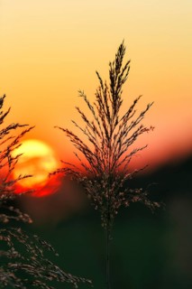 Reed (Phragmites australis), flower panicles in a marshy area, sunset, Saintes-Maries-de-la-Mer,