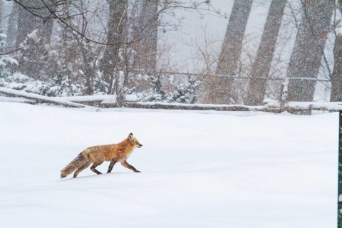 Red fox (vulpes vulpes), Fox walking on a snow-covered park, large view, Province of Quebec,
