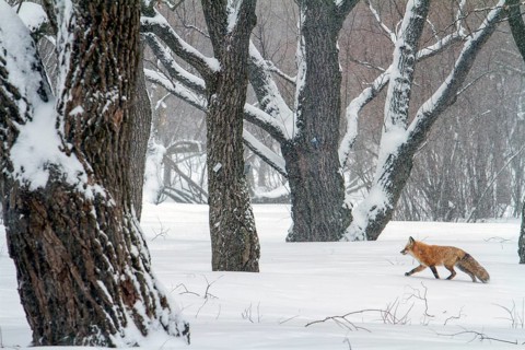 Red fox (vulpes vulpes), Fox walking on a snow-covered park, Large view, Province of Quebec,