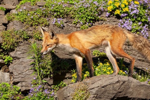 Red fox (Vulpes vulpes), Fox standing on a rock and looking for a prey, Montreal botanical garden,
