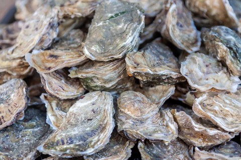 Oysters in the shell, market sale, Brittany, France