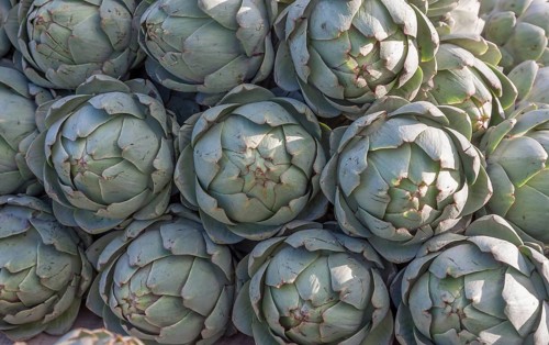 Market sale of artichokes (Cynara cardunculus, syn. Cynara scolymus), Brittany, France