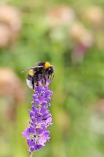 Ground bumblebee (Bombus terrestris), on a lavender flower (Lavandula angustifolia), macro