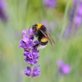 Ground bumblebee (Bombus terrestris), on a lavender flower (Lavandula angustifolia), macro