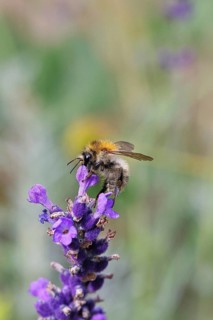 Field bumblebee (Bombus pascuorum), on a lavender flower (Lavandula angustifolia), macro