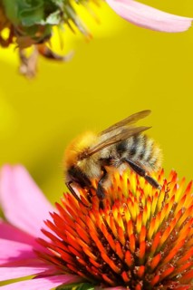 Field bumblebee (Bombus pascuorum), collecting nectar on a purple coneflower (Echinacea purpurea),