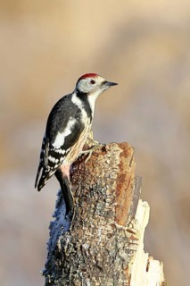 Middle spotted woodpecker (Dendrocopos medius) foraging on the trunk of a grey birch (Betula