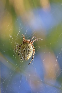 Aculepeira ceropegia, (Araneus ceropegia), macro photograph, spider, arachnid, Wilnsdorf, North