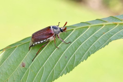 May beetle, wood cockchafer (Melolontha hippocastani), male, on leaf of a horse chestnut (Aesculus