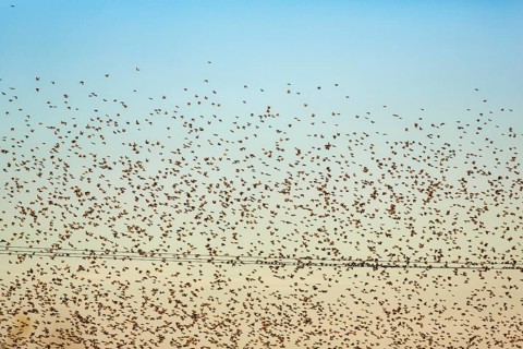 A flock of soaring starlings (Sturnus vulgaris) in the evening sky, full-frame, Camargue Regional