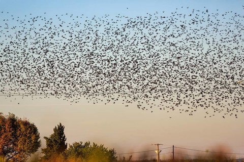 A flock of soaring starlings (Sturnus vulgaris) in the evening sky, Camargue Regional nature park