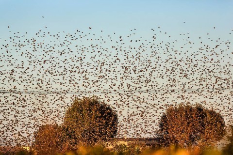 A flock of starlings (Sturnus vulgaris) landing in a field, Camargue Regional nature park Park,