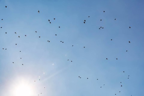 Starlings (Sturnus vulgaris) flying in the blue sky, sunbeams, Camargue Regional nature park Park,