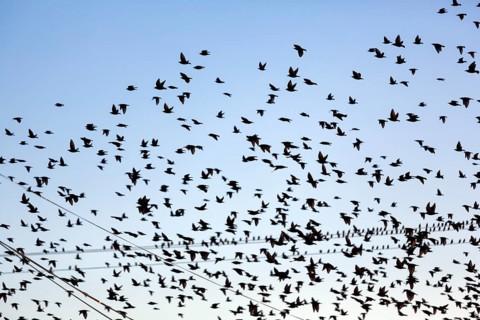 A flock of soaring starlings (Sturnus vulgaris), full-size, Camargue Regional nature park Park,