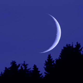 Crescent moon... Moon in the dark night sky, narrow, waxing moon in crescent shape above fir tops,