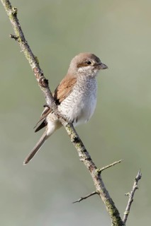 Red-backed shrike (Lanius collurio), adult female, sitting calmly and relaxed on a thorny branch in