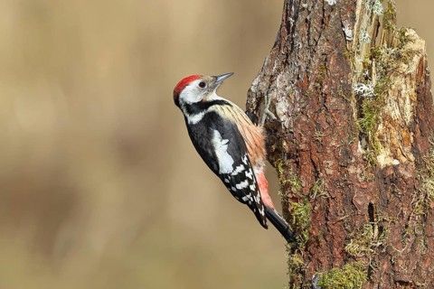 Middle spotted woodpecker (Dendrocopos medius) foraging on the trunk of an oak (Quercus),