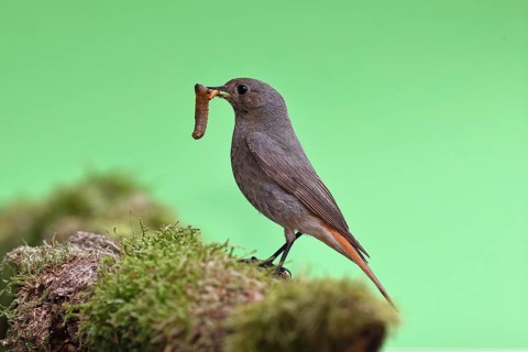 Black redstart (Phoenicurus ochruros), with a caterpillar as prey in its beak on a moss-covered