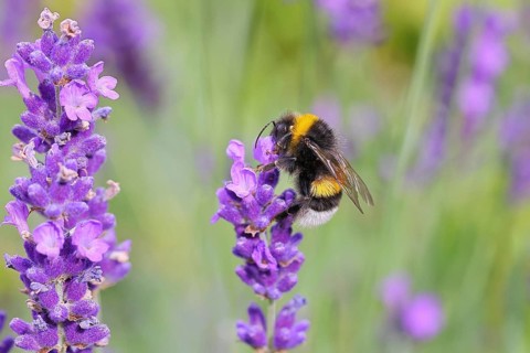 Ground bumblebee (Bombus terrestris), on a lavender flower (Lavandula angustifolia), macro