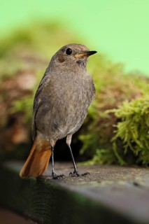 Black redstart (Phoenicurus ochruros), foraging in a garden, Wilnsdorf, North Rhine-Westphalia,