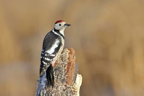 Middle spotted woodpecker (Dendrocopos medius) foraging on the trunk of a grey birch (Betula