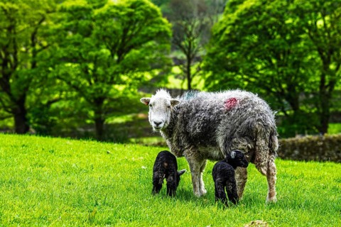 Sheep and farm in Lake District National Park, Coniston Water, Cumbria, England, United Kingdom