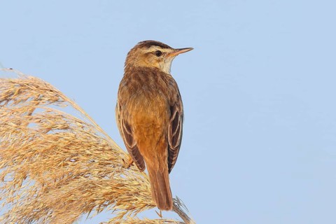 Reed Warbler (Acrocephalus schoenobaenus) sitting on a reed, wildlife, migratory bird, nature