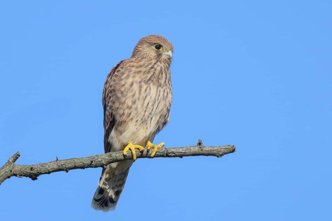 Kestrel (Falco tinnunculus), young bird sitting on a thin branch, wildlife, animals, birds, bird of