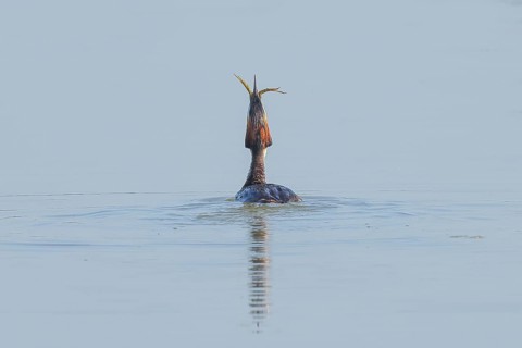 Great Crested Grebe (Podiceps Scalloped ribbonfish) adult bird swallows preyed pond frog