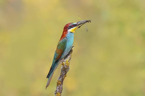 Bee-eater (Merops apiaster) sitting on a branch, with caught Onychogomphus forcipatus