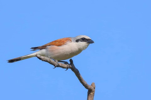 Red-backed shrike (Lanius collurio) male sitting attentively on a branch, looking for prey,