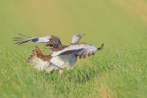 Great Bustard (Otis tarda), stretching its wings in a meadow, steppe bird, extremely rare bird