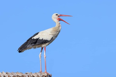 White stork (Ciconia ciconia) stands rattling on a thatched roof, Wildlife, Nature photography,