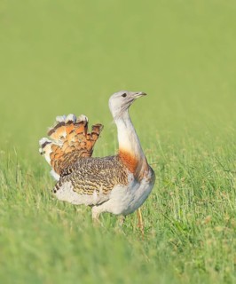 Great Bustard (Otis tarda), standing in a meadow, steppe bird, extremely rare bird species,