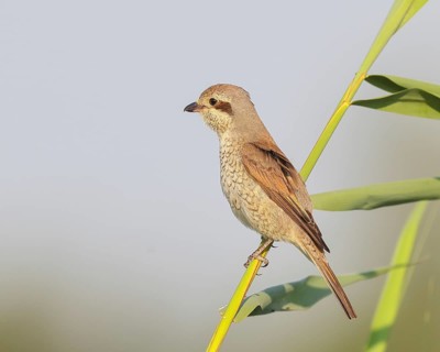 Red-backed shrike (Lanius collurio), female sitting on a reed stalk, looking for prey, wildlife,