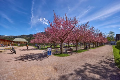 Spa garden Berchtesgaden, park, paths, blossoming trees, Japanese flowering cherry (Prunus