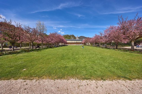 Spa garden Berchtesgaden, park, lawn, paths, flowering trees, Japanese flowering cherry (Prunus