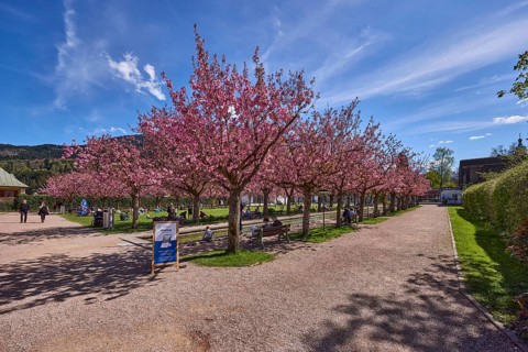 Spa garden Berchtesgaden, park, paths, blossoming trees, Japanese flowering cherry (Prunus