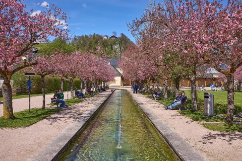 Berchtesgaden spa gardens, fountain, park, blossoming trees, Japanese flowering cherry (Prunus