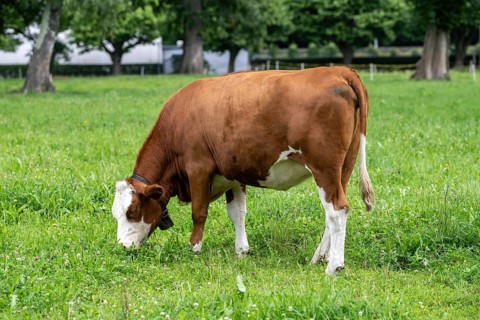 Simmental cattle, Interlaken, Canton of Berne, Switzerland
