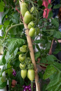 Green tomatoes (Solanum lycopersicum) on the plant, supported by a bamboo stick, Bavaria, Germany